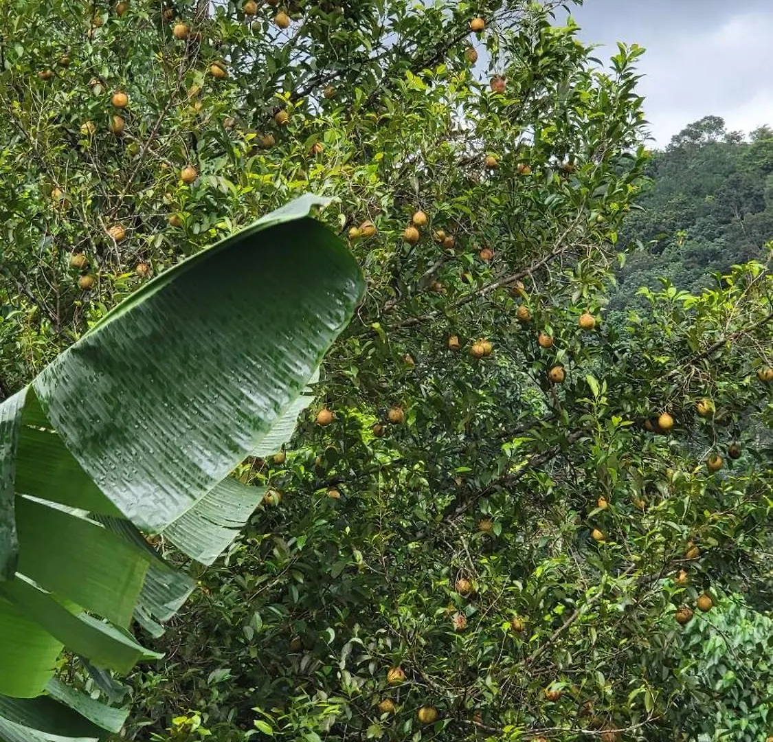 Δωμάτια σε οικογενειακή κατοικία Green Cradle Munnar